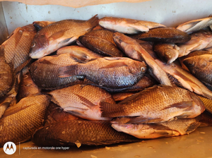 La Mojarra Dorada Pescados Y Mariscos