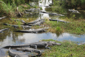 Everglades Airboat, Wildlife Show & Transfer Spanish