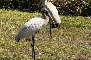 Everglades VIP Tour with 1 hour Private Airboat Total 4 hour tour