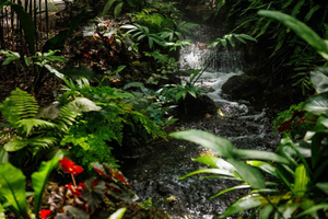 Fairchild Tropical Botanic Gardenin pääsylippu