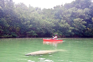 Manatee Season Paddleboard or Kayak Tour