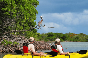 Udforskning af mangrovejunglen på SUP/kajak