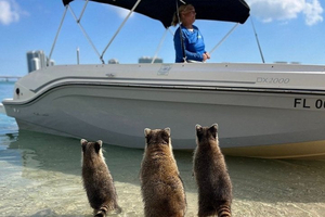 Miami Boat Tour to Raccoon Island and Sandbar (Private 2 or 4 Hr)