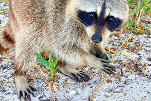 Miamin Raccoon Islandin villieläinseikkailu