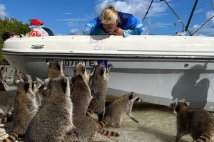 Miami Raccoon Island Wildlife Boat Tour with Captain and Photos
