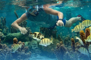 Paddle and Snorkel Fossilized Reef Tour in Key Biscayne