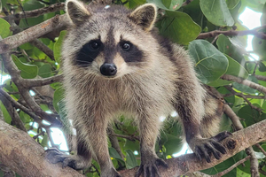 Raccoon Island: Exploration on SUP/Kayak