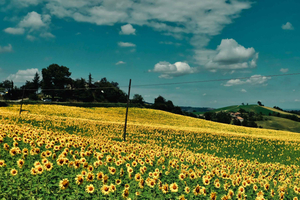 From Milan: Private Tour to Certosa & Oltrepò with Tasting