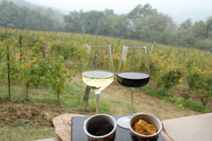 Piedmont: Wine & Truffle Escape: Aperitif in the Vineyard 45 min from Milan