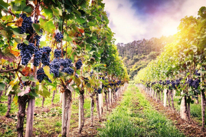 Wine Experience in Franciacorta, Italy's Champagne Region