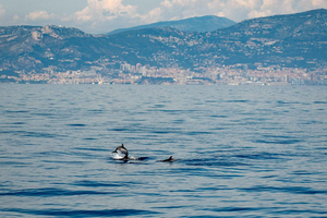 Monaco : Croisière d'observation des cétacés