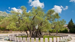Old Olive Tree