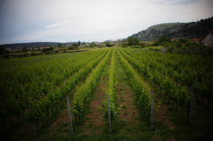 Winery Krgovic