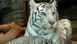 Moscow Zoo