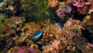 Oceanarium