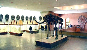 The Palaeontological Museum