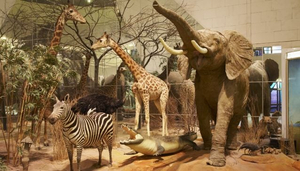 The State Darwin Museum