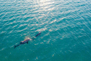 Barra: 3-hour Estuary Boat Cruise with Wildlife Spotting