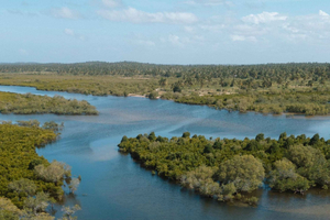 Barra: Mangrove Forest Kayaking Tour with Birdwatching