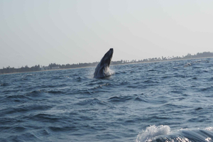 Barra, Private Whale Watching Boat Tour