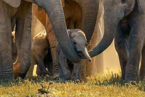 Fra Maputo: 2 dager og 1 natt med safari i Maputo N. Park og strand