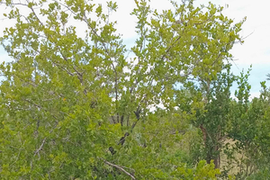 From Maputo: 2-Day Kruger Safari with Guided Bush Walk