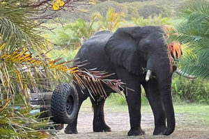 From Maputo: Maputo National Park Guided 4x4 Safari
