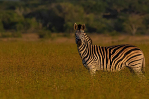 Gorongosa National Park Safari Tour