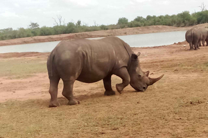 Hlane National Park, Safari Day Tour