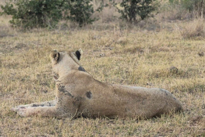 Kruger National Park Day Trip from Maputo – Big 5 Safari