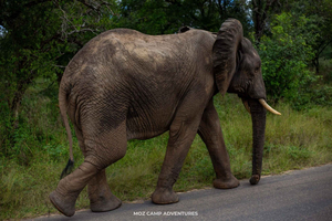 Kruger Park: Fotograferingsekspedisjon med de fem store fra Maputo