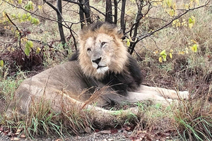 Safari al Parque Kruger desde Maputo