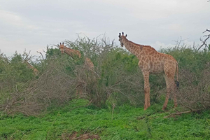 Maputo: 2-Day Swaziland Safari and Cultural Tour
