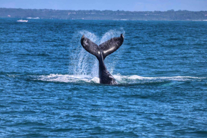 Maputo: Hvalsafari, dagstur