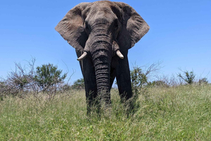 Safari Kruger National fra Maputo (økonomisk)