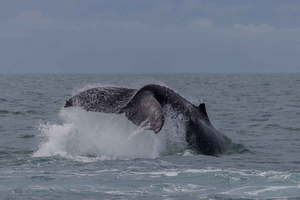 Whale Watching Maputo