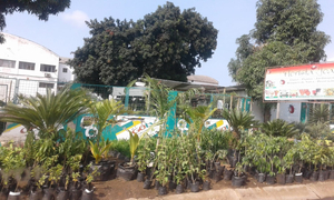 Jabulani BBJ Matola