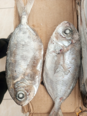 Marisqueira Swordfish