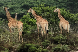 5 Vattensporter du måste prova för en oförglömlig sommarupplevelse i Moçambique