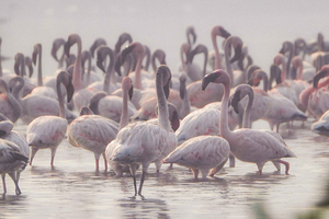 Passeggiata tra gli uccelli a Navi Mumbai