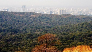 La 'jungla' de concreto