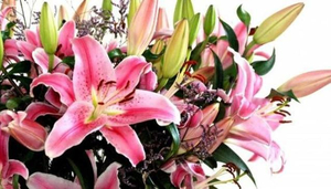 Florimaya