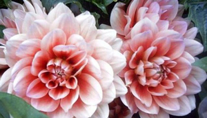Flowerciti