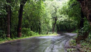 Konkan Katta