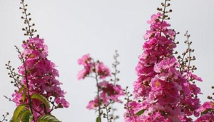 May Flower