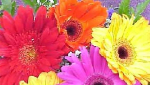 Rapido Florist