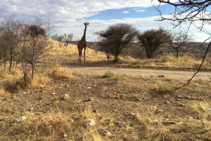1/2 day in Windhoek: Game Reserve Safari, City Tour, & Lunch