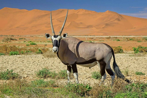 9-Day Namibia Safari & Desert Adventure Tour