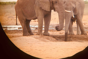 Etosha Uncovered: 3 Days of Wildlife & Adventure