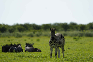 Etosha Untold Safari